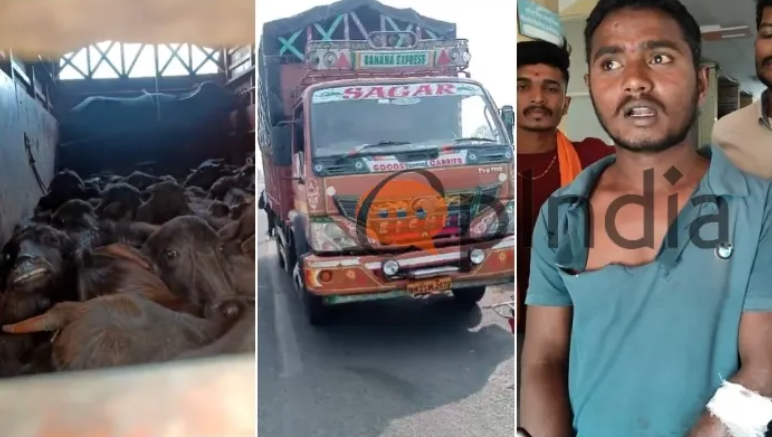 Gaurakshak attacked by smugglers with sharp knife in Satara, Maharashtra, for stopping truck carrying cattle illegally, 2 booked