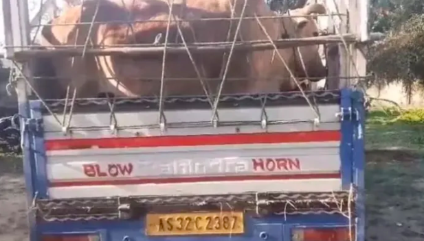Assam police foils cattle smuggling attempt, arrests Muslim smugglers