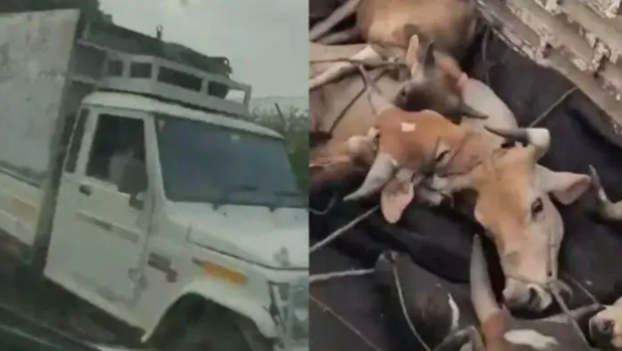 Cow vigilante Sonu Yadav shot by cattle smugglers in Haryana's Nuh
