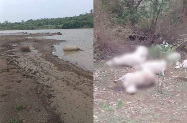 53 mutilated cow carcasses found scattered around Madhya Pradesh's Seoni post-Bakrid