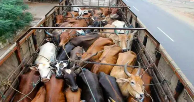 Beef-laden truck seized in Khurda, 1 Muslim perpetrator arrested