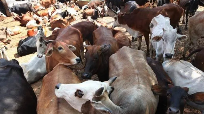 Illegal cow slaughter racket busted, Muslim mob attacks cops