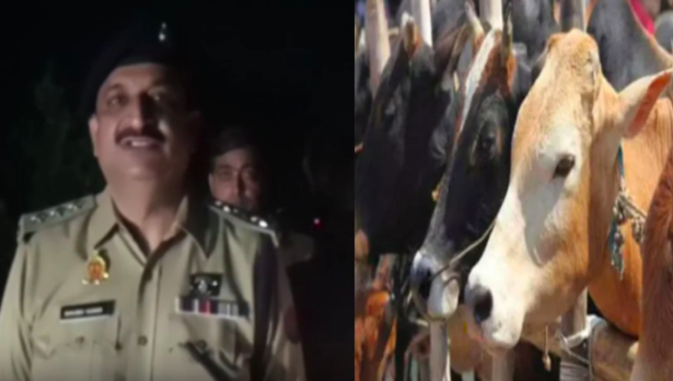 Muslim Cow smuggler arrested, accomplices escape