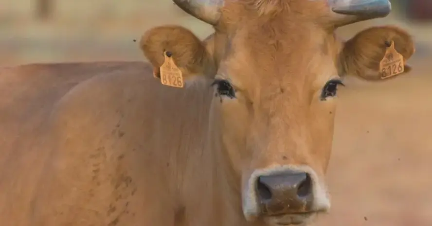 Cow rescued after police encounter with cow slaughterers, two Muslims arrested