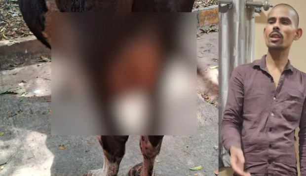Three cows attacked brutally with their udders cut off by a Muslim man