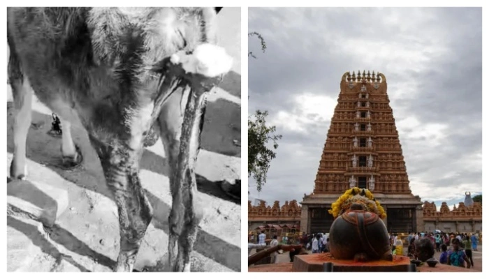 Calf's tail chopped off by unknown miscreants at Srikanteshwara temple in Mysuru 