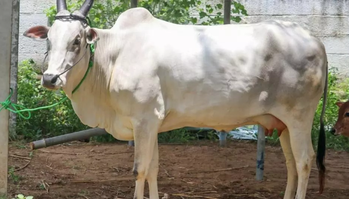 Eight cows slaughtered in Karnataka's slaughterhouse