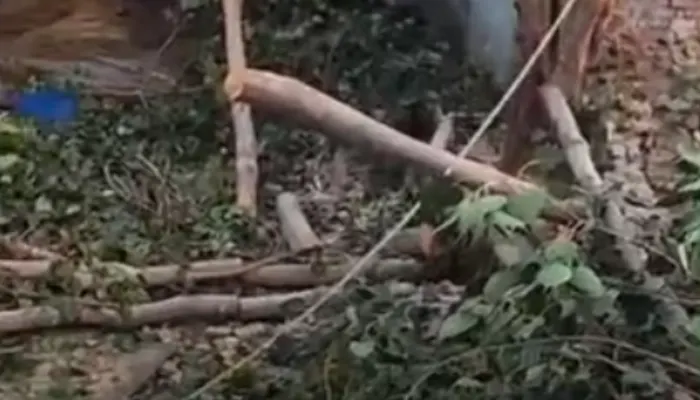 Sacred Peepal tree in village cut by Muslim father-son duo