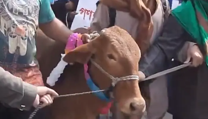 Islamists slaughter cow named 'Modilal' mocking Indian PM Modi in Bangladesh