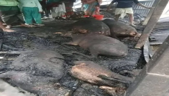 Hindu man's cattle shed burnt down by Muslims in Bangladesh