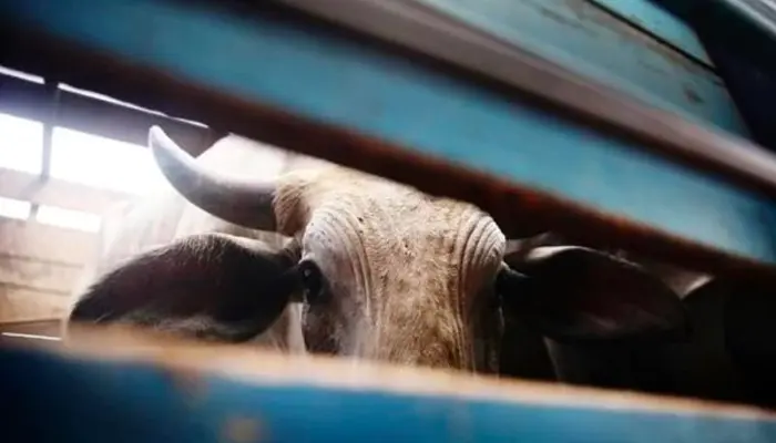 Smuggled cows recovered in inhumane condition in canter truck