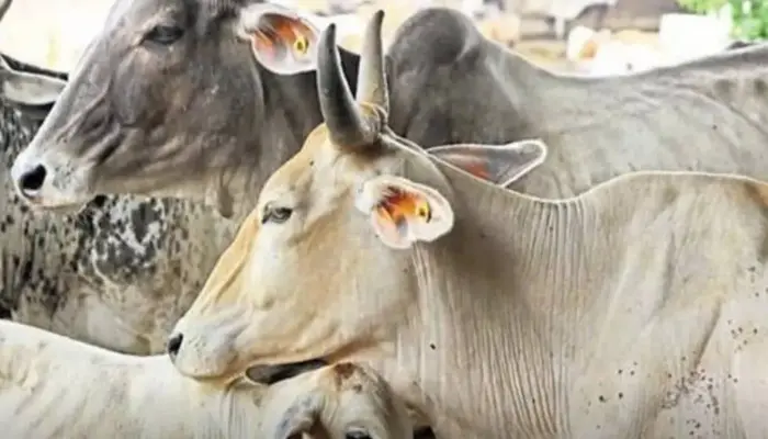 Severed cow ears found near temple wall in Chhattisgarh