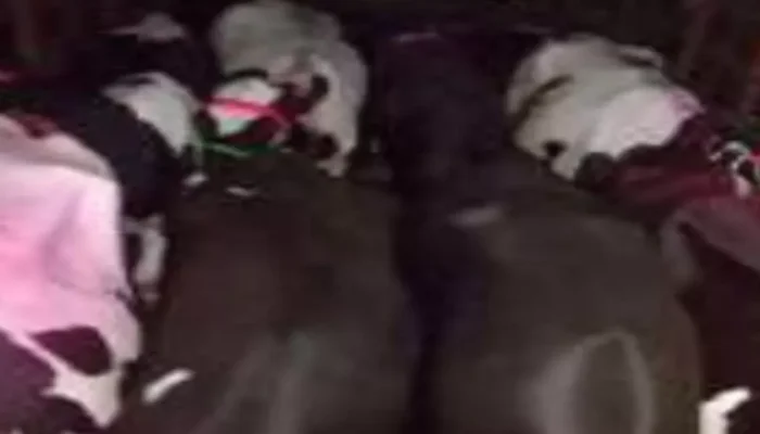 Tempo carrying cows for slaughter to Telangana seized by the police