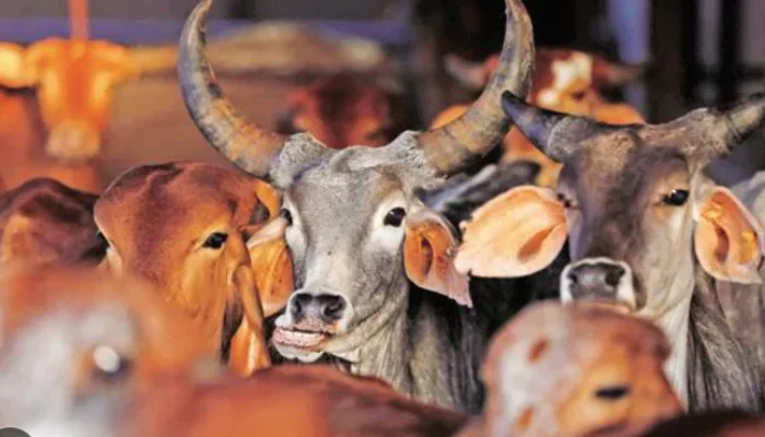 Cow slaughtered in Bidar; police rescue four calves, arrest four accused