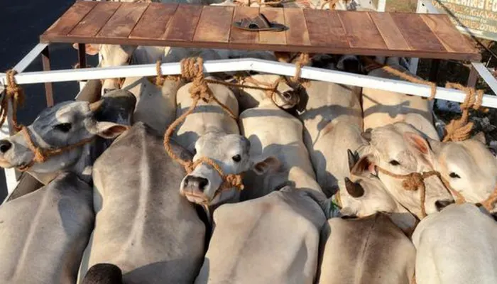 Cow smugglers arrested, 22 cows rescued in Khargone, Madhya Pradesh