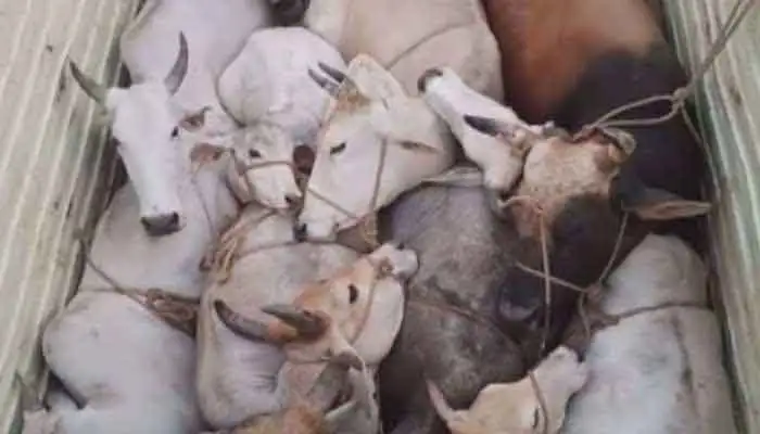 Cow smugglers arrested after vehicle overturns during escape in Kadma; injured cows rescued