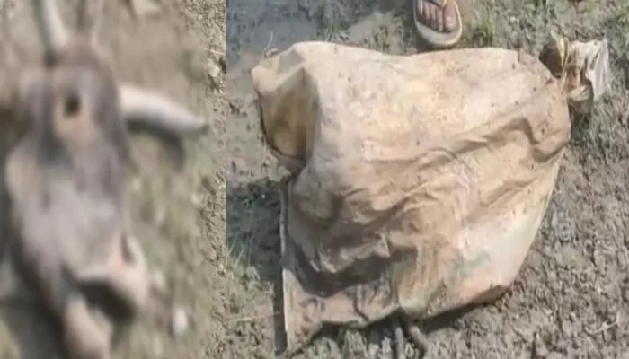Cow remains found, including head and skins, on the banks of Bhakra river in Bareilly