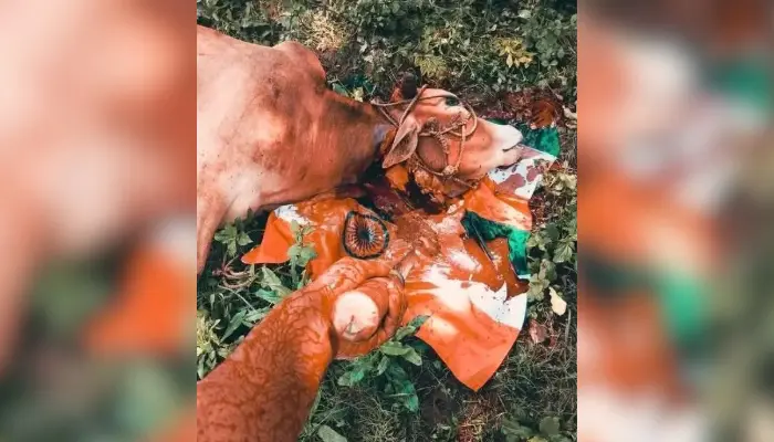 Hindus mocked and threatened with violence: Islamists in Bangladesh slaughter cow on Indian flag, share pictures with derogatory captions online