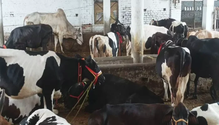 Cow smuggling racket busted in Punjab: Five Muslim men arrested