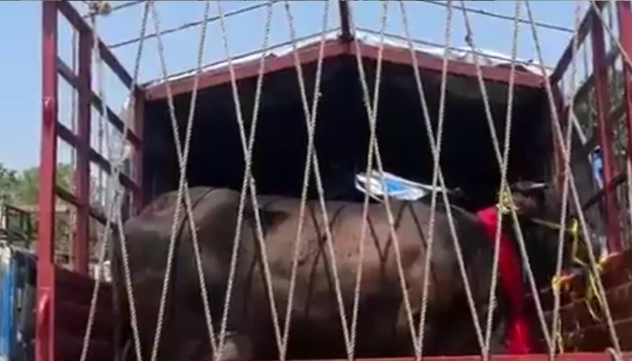 Cows rescued from illegal smuggling near Ambala by Hindu groups