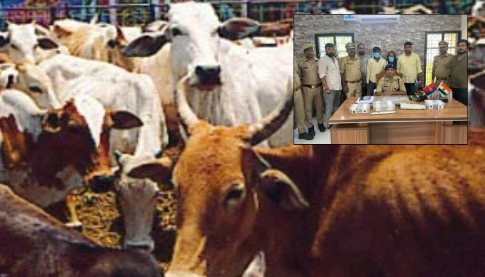 Cow slaughter gang apprehended after armed confrontation with police in Shravasti