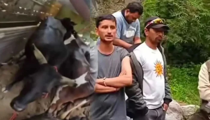 Cow smuggling by Muslim youths in Himachal exposed; sacred animals found dead in truck disguised as Army vehicle