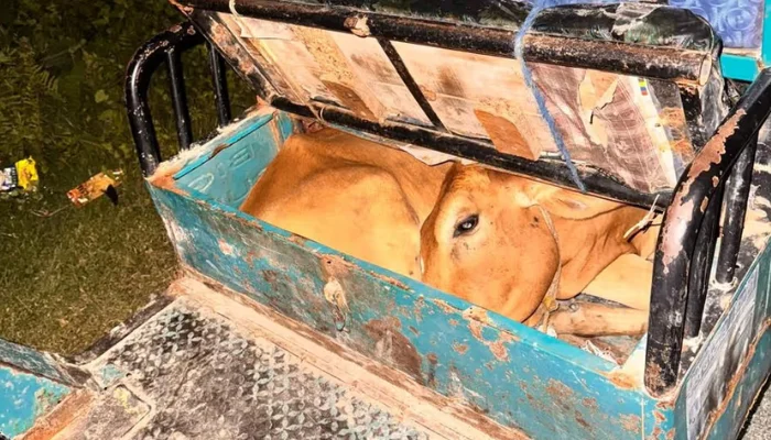 Cow smuggling attempt foiled in Dhubri, Assam; Muslim accused caught hiding gau mata in e-rickshaw