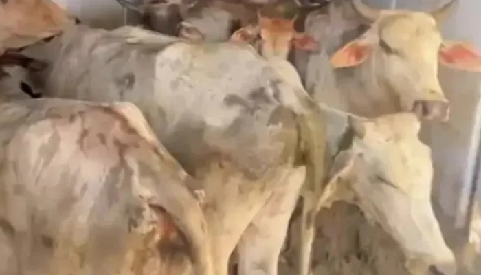 28 Cows rescued from illegal cow smuggling in Tonk, Rajasthan