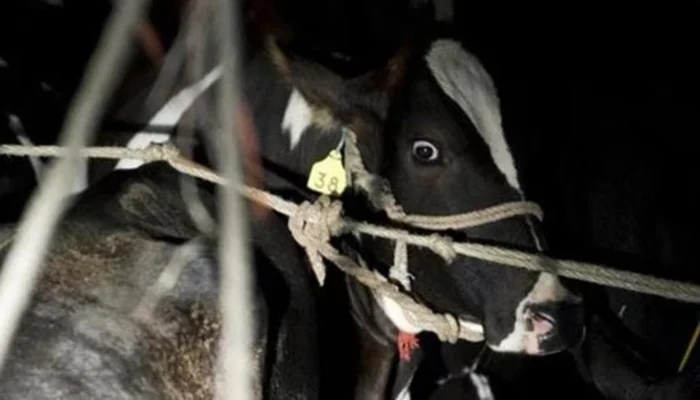 Cow slaughtered by Muslims during holy month of Sawan in Pilibhit, Uttar Pradesh