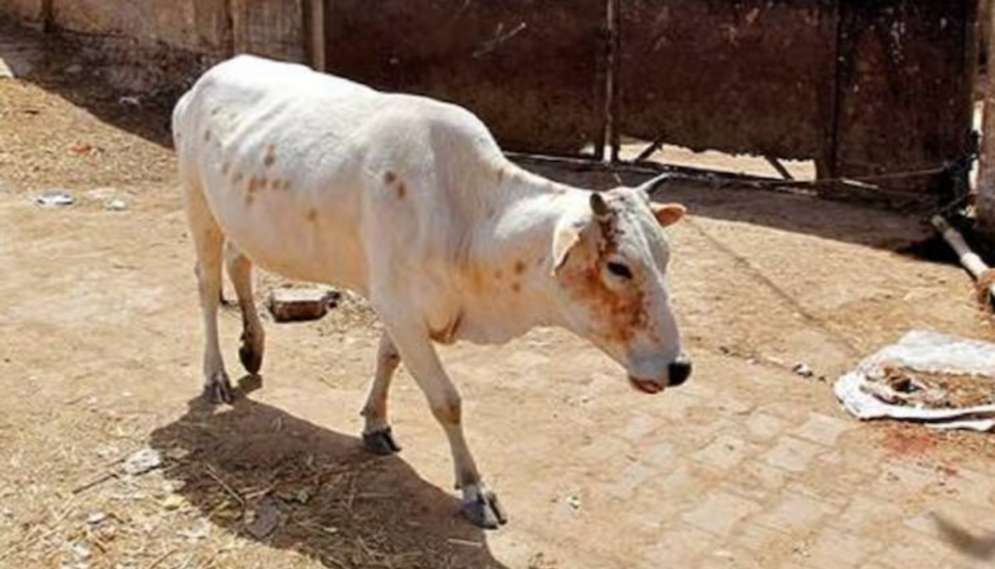 60 kg beef seized in Nuh district, Muslim accused fled