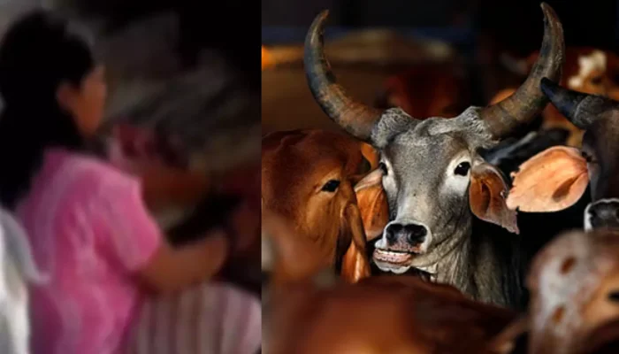 Insult to Hindu religious sentiments: Hindu activists attacked after opposing cow slaughter on Ganesh Chaturthi in Bilaspur