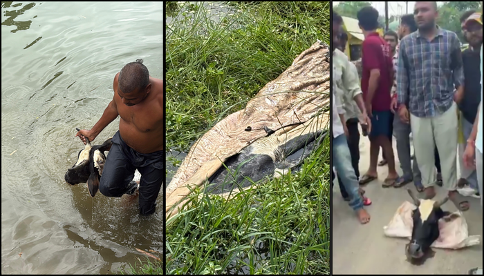 Cow brutally slaughtered, its severed body dumped in river during the Hindu festival of Navratri by Muslim men in Madhya Pradesh