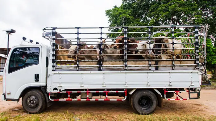 Cow smuggling attempt foiled, Muslim accused attacked police with knife in Karnataka