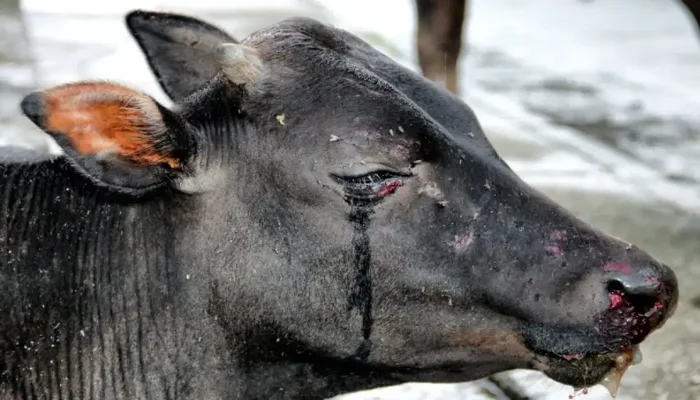 Cow brutally attacked with cutter, day after Govardhan pooja in Bhilai, Chattisgarh