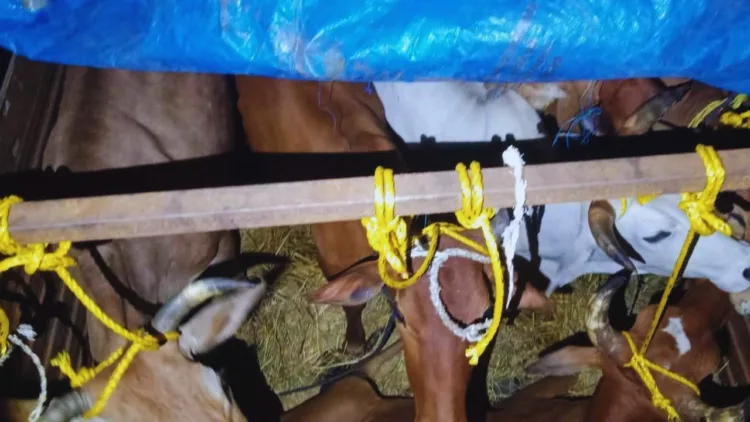 Cows illegally smuggled from Keonjhar in Odisha towards West Bengal, rescued by Hindu activists