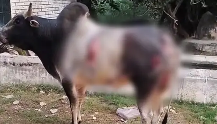 Cow severely injured after being attacked by acid in Kotputli, Rajasthan