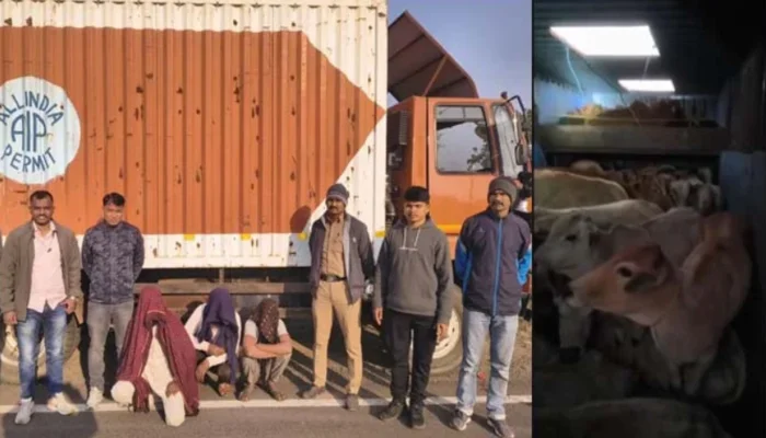 Cow smuggling attempt foiled; three Muslim men arrested in Amravati