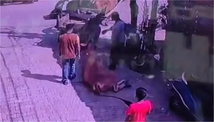 Injured cow brutally dragged along the road by Muslim men in Moradabad, Uttar Pradesh