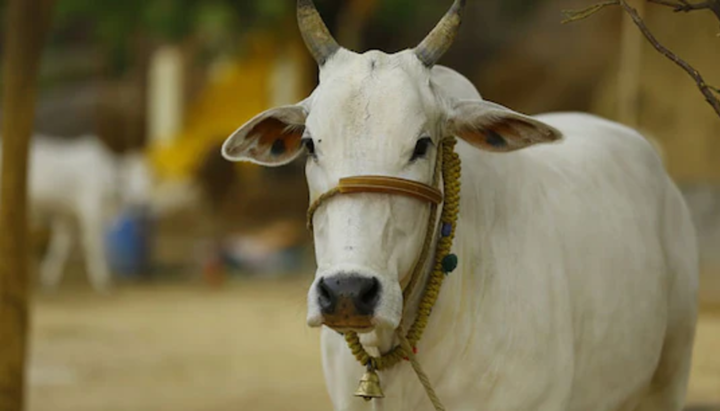 Cow slaughtered in field of Hindu man in Shahjahanpur, Uttar Pradesh