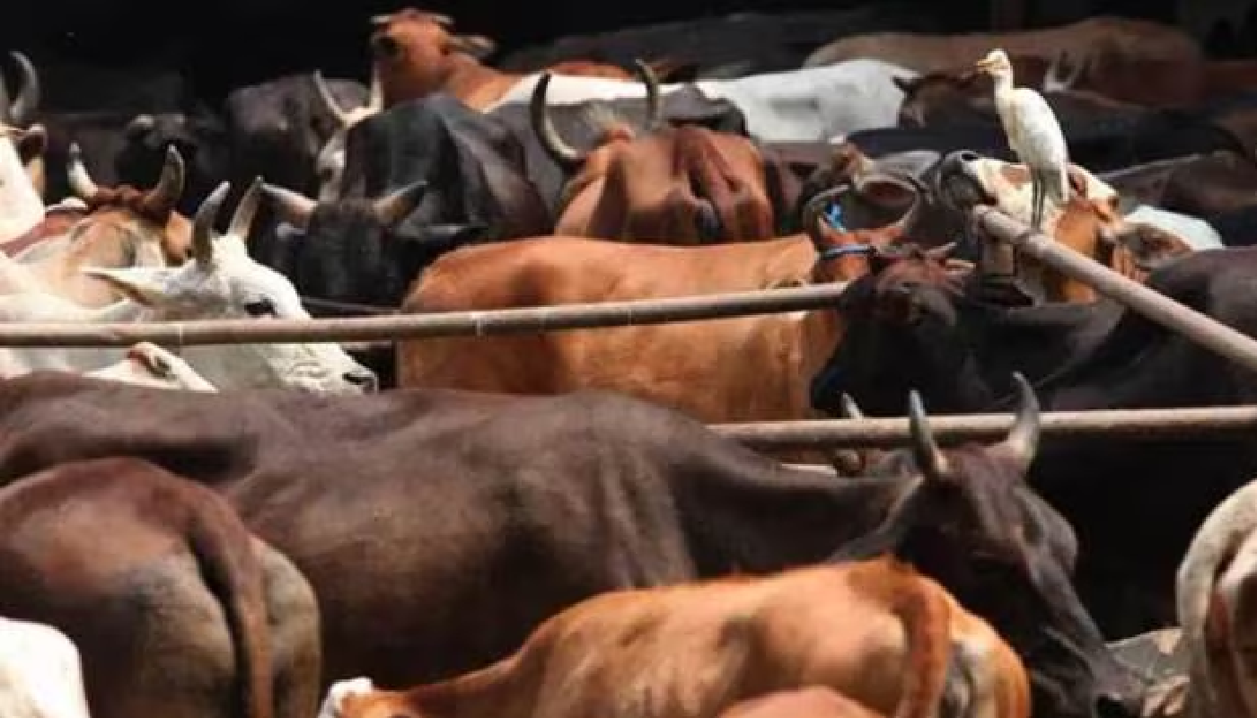 Cow smugglers transporting 27 cattle intercepted by police and Gau Raksha Dal in Palwal, Haryana