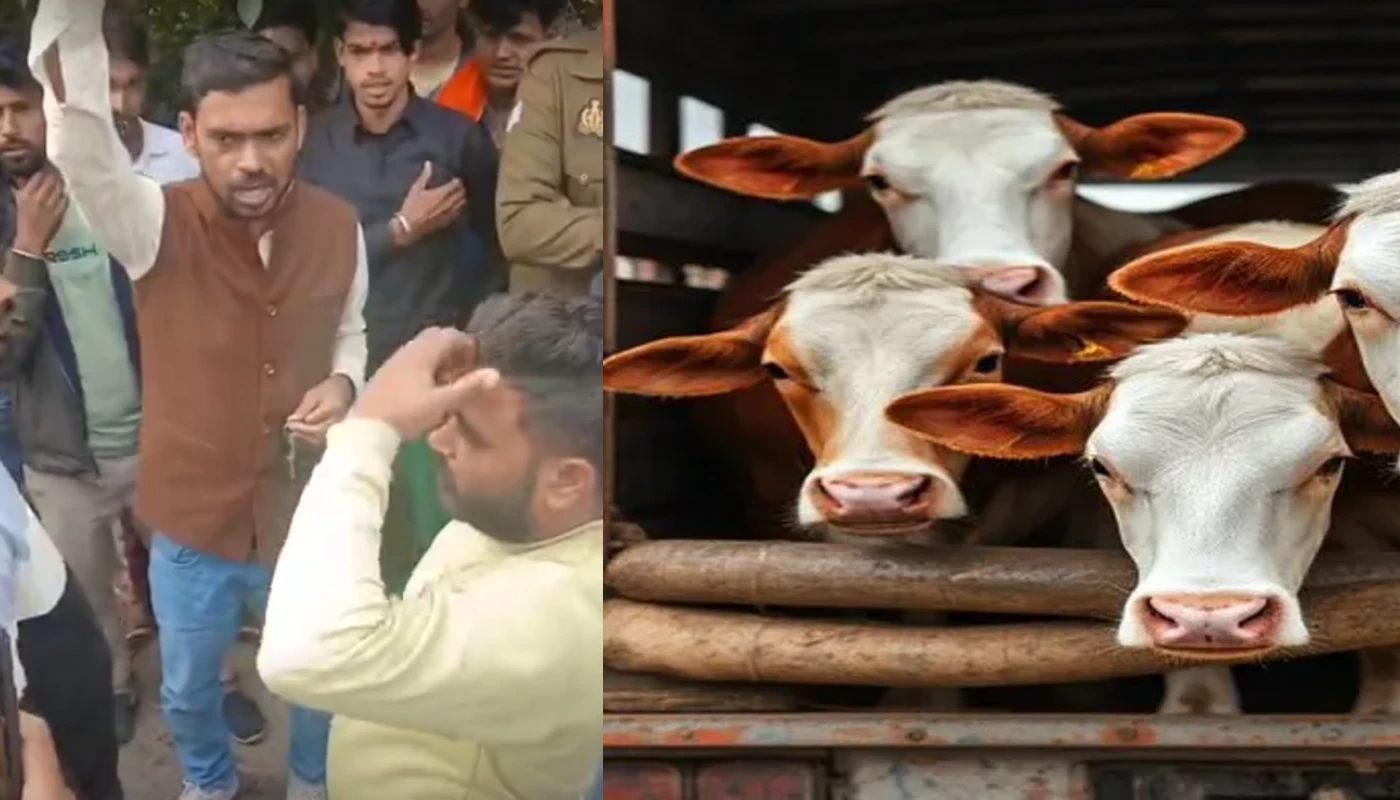 Severed cow head found near highway in Moradabad, Uttar Pradesh