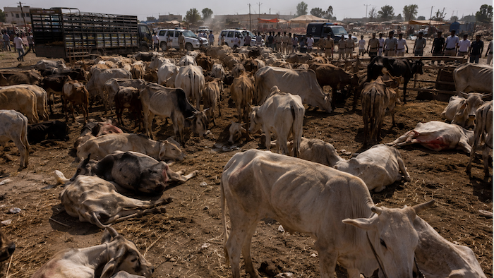 Hundreds of cows kept in unsafe conditions for illegal trade in suspected smuggling network operation