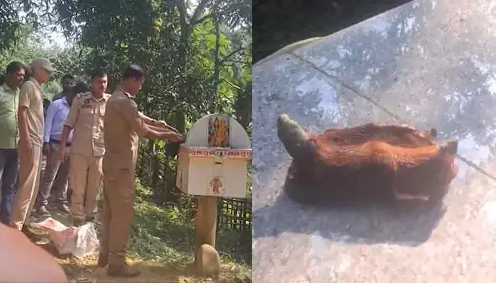 Hindu temple defiled; severed cow's head placed on donation box within temple premises in Assam
