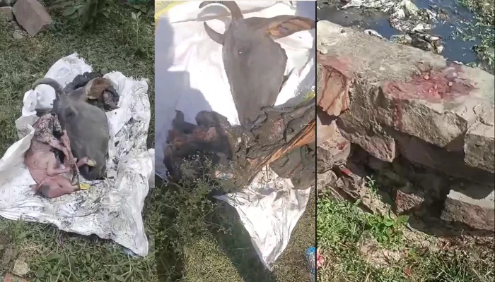 Brutal killing of pregnant cow and unborn calf sparks outrage; nine held in Damoh, Madhya Pradesh